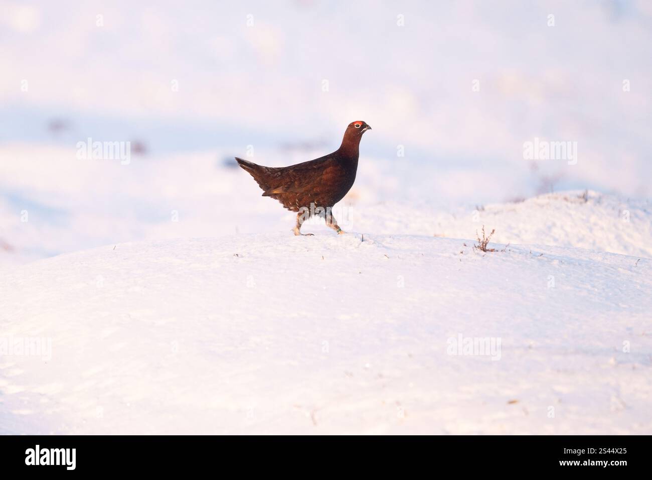 Burley a Wharfedale, Ilkley, West Yorkshire, Regno Unito. 10 gennaio 2025. Meteo nel Regno Unito - Un Red Grouse che cammina attraverso la neve profonda in condizioni di gelo a Burley Moor, Burley a Wharfedale vicino a Ilkley, West Yorkshire crediti: Kay Roxby/Alamy Live News Foto Stock