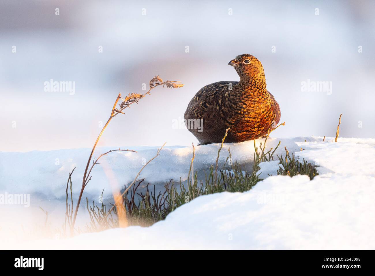 Burley a Wharfedale, Ilkley, West Yorkshire, Regno Unito. 10 gennaio 2025. Meteo nel Regno Unito - Una femmina Red Grouse che si nutre di una piccola macchia di vegetazione verde sbirciando attraverso la neve profonda in condizioni di gelo a Burley Moor, Burley a Wharfedale vicino Ilkley, West Yorkshire crediti: Kay Roxby/Alamy Live News Foto Stock