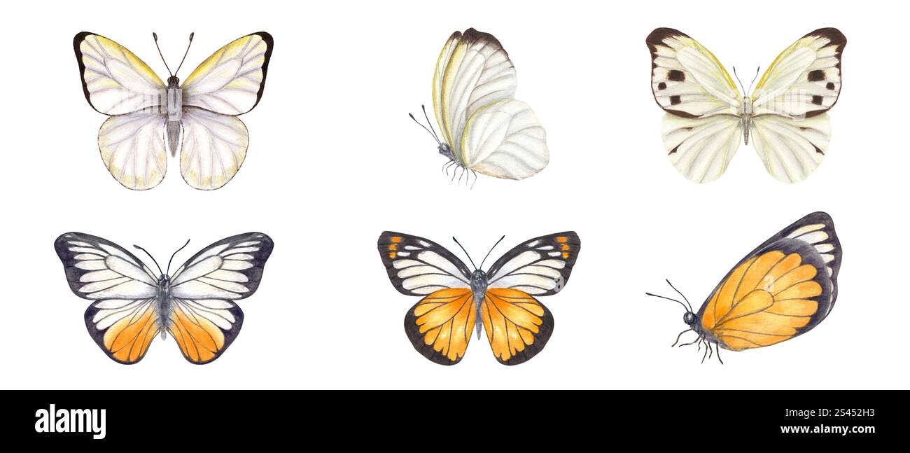 Illustrazione dipinta a mano a mano con le farfalle bianche, arancioni e nere. Farfalle volanti, fluttuanti e sedute. Elemento insetto Foto Stock