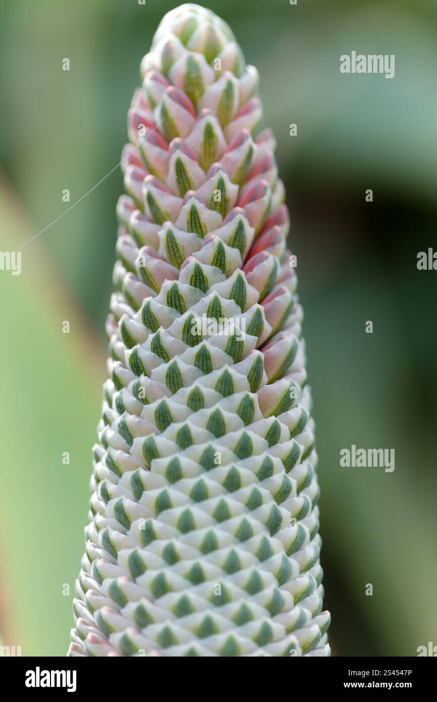 Aloe speciosa aka tilt-head aloe succulente regolare bocciolo non aperto modello, macro naturale sfondo floreale Foto Stock Aloe speciosa aka tilt-head aloe succulente regolare bocciolo non aperto modello, macro naturale sfondo floreale Foto Stock