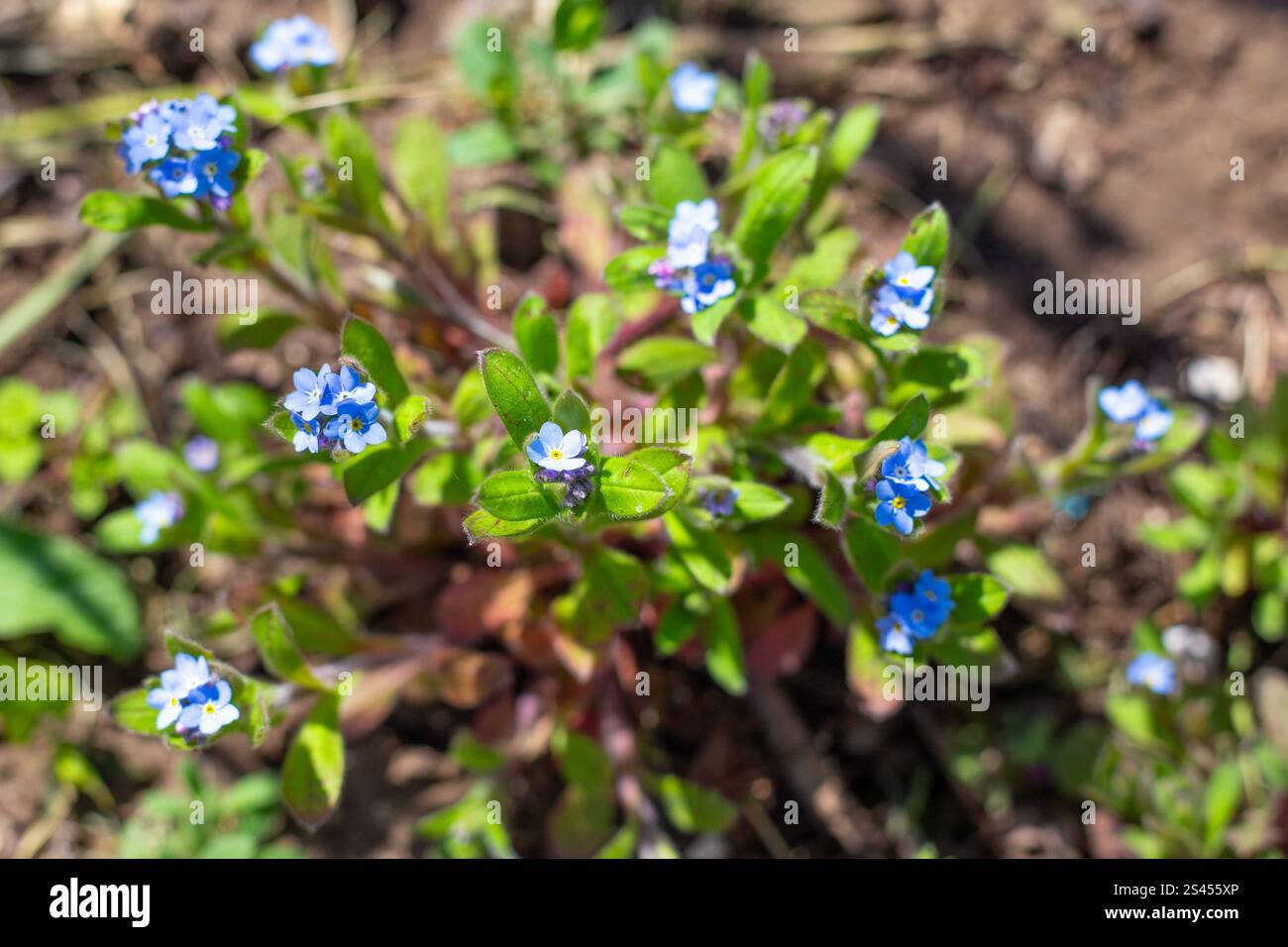 Piccoli fiori perenni dimenticati su uno scivolo alpino tra pietre. Progettazione paesaggistica di un terreno di giardino. Foto Stock
