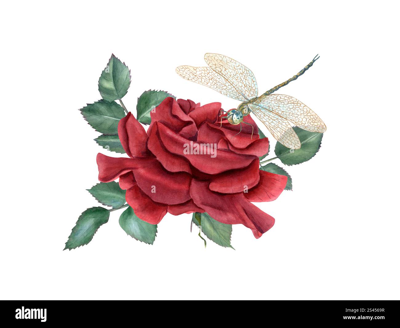 Rosa rossa fiorita da giardino con foglie ad acquerello. Composizione monofiore e verde in stile realistico. Bouquet floreale Foto Stock