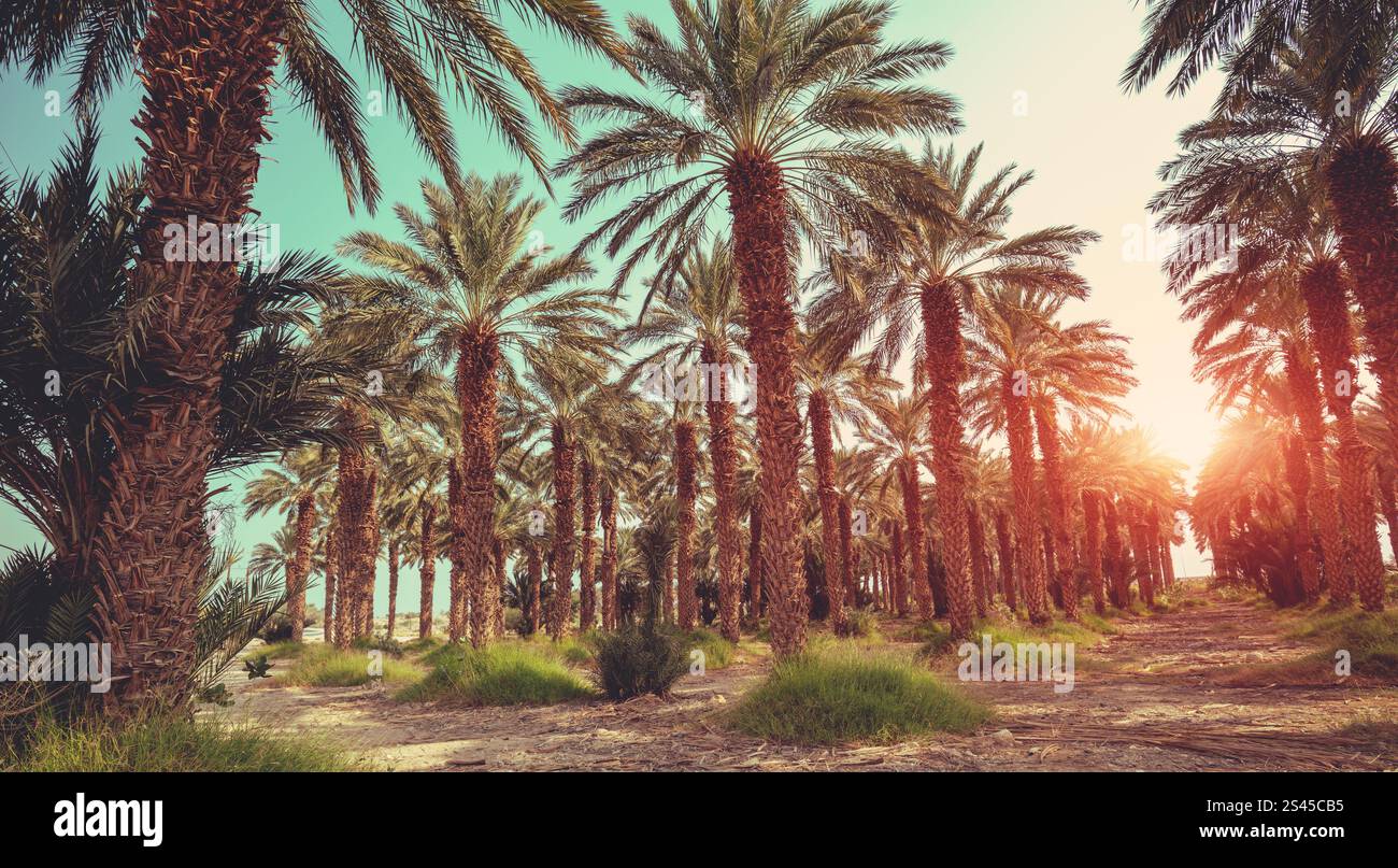 Piantagione di palme al tramonto. Sfondo naturale Foto Stock