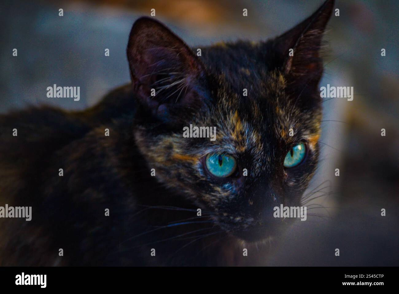 Un ritratto oscuro di un gatto tartaruga con gli ipnotici occhi verde smeraldo, la sua pelliccia evidenziata dalla luce soffusa. Foto Stock