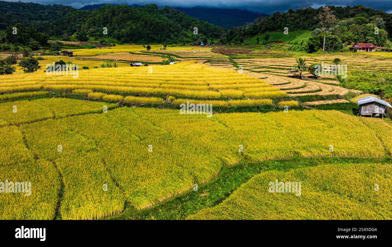 Vista dall'alto dei campi di riso giallo-dorato piantati in file terrazzate. Al momento del raccolto, gli agricoltori piegano la testa per raccogliere il riso. La luce del sole Foto Stock