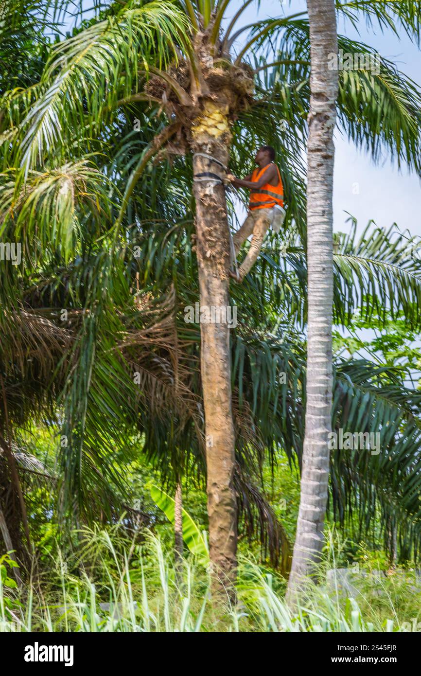 Uomo del posto che sale su una palma a Sao Tomé e Principe Foto Stock