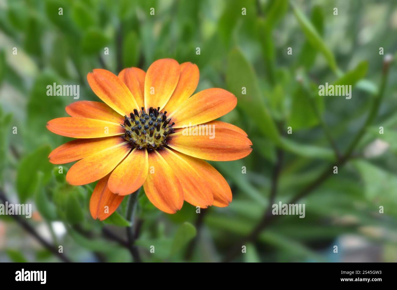 Primo piano del fiore Osteospremum Margarita "Orange Flare", estate, Regno Unito. Foto Stock