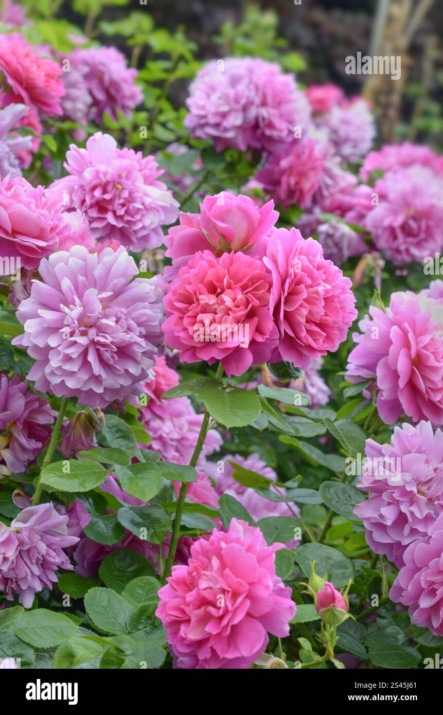 Rosa Princess Anne ('AusKitchen'PBR), Londra, Regno Unito. La rosa prende il nome da Anna, Principessa reale. Foto Stock