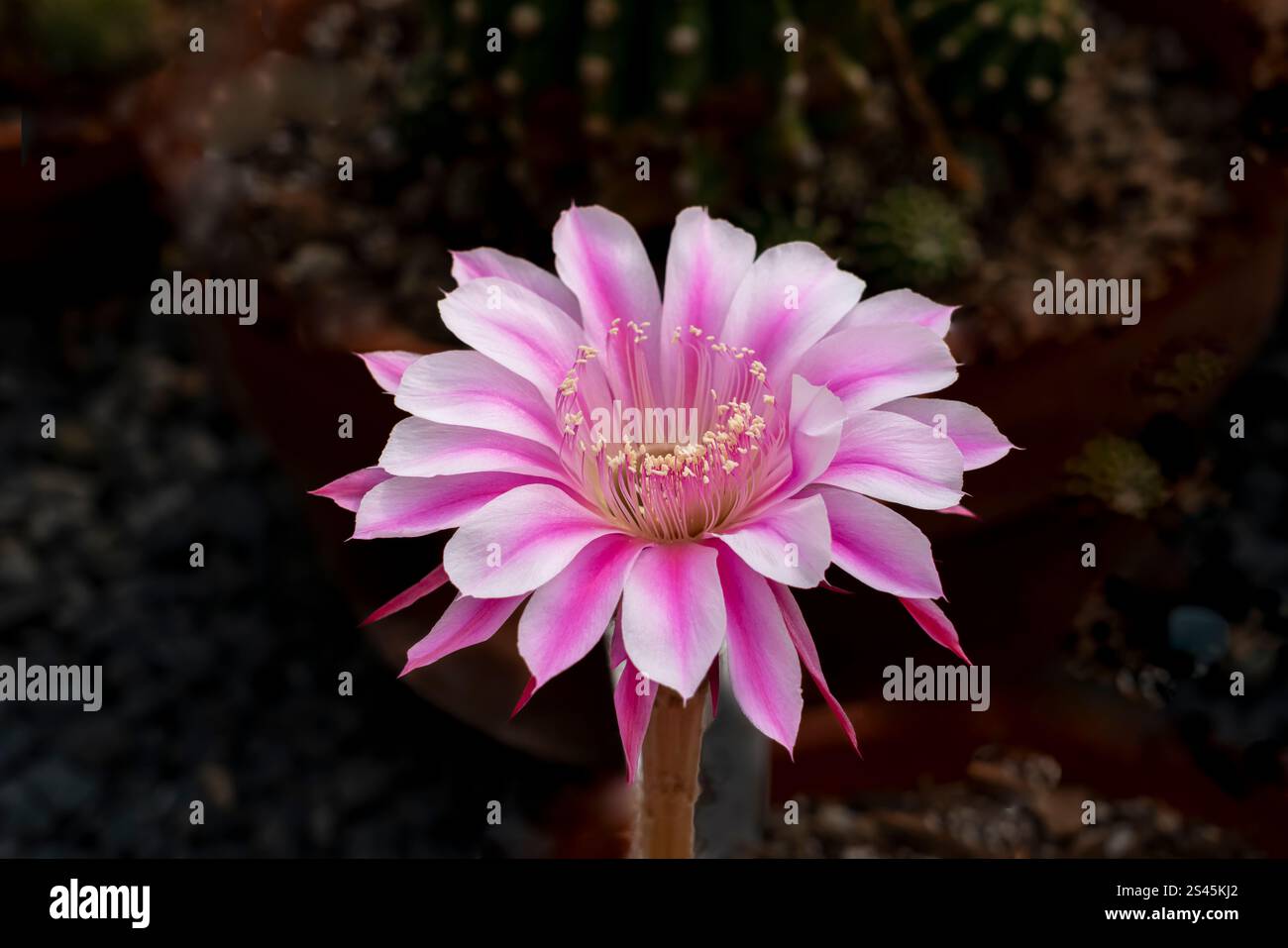 Un fiore di cactus di giglio pasquale presso gli International Peace Gardens al confine tra Manitoba e North Dakota, Foto Stock
