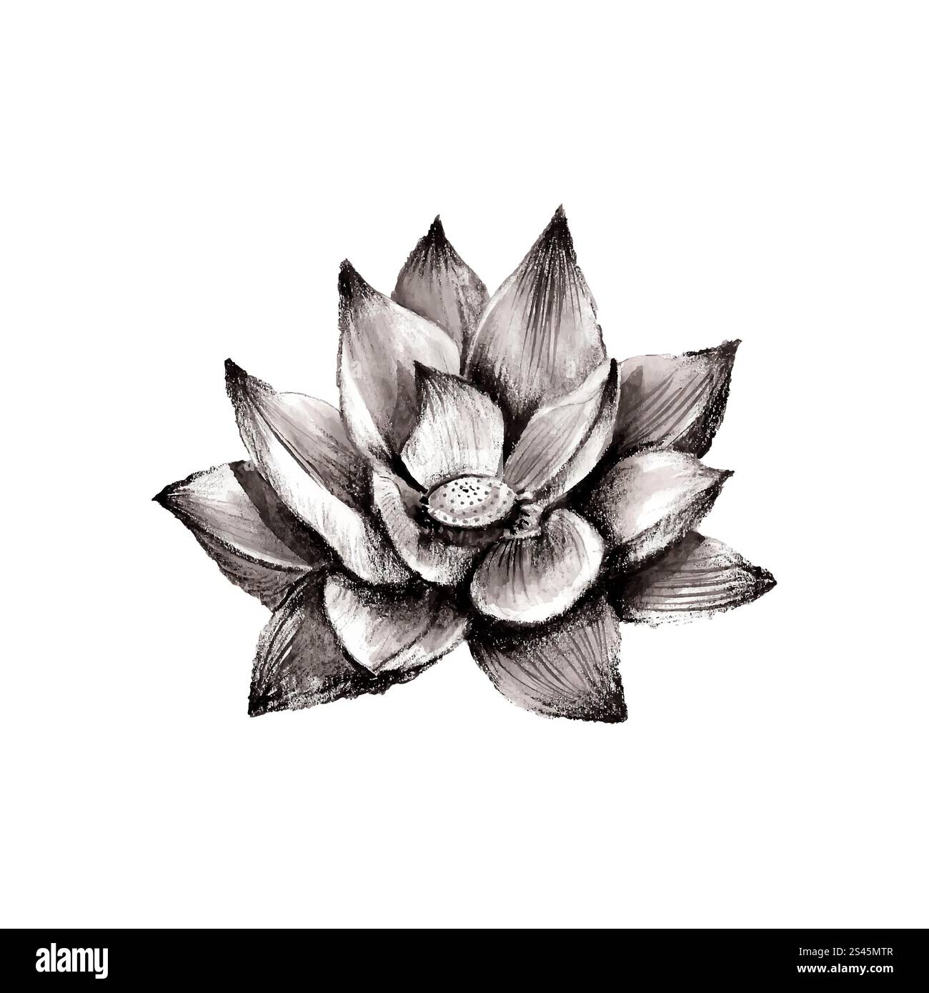 Illustrazione di un fiore di loto disegnato a mano isolato su sfondo bianco Illustrazione Vettoriale