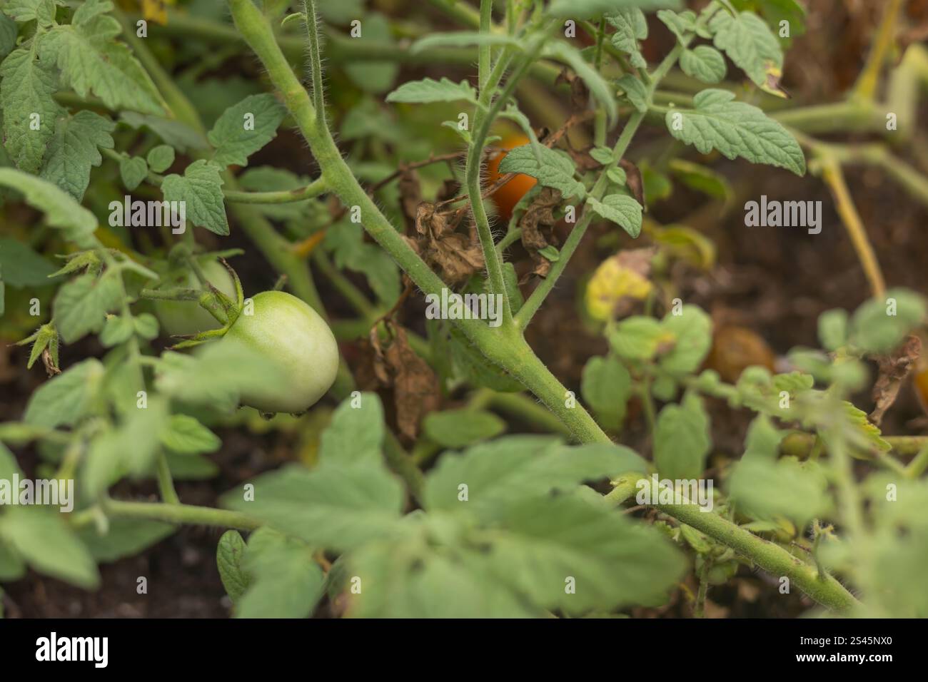 Pomodoro sulla vite che cresce in giardino Foto Stock