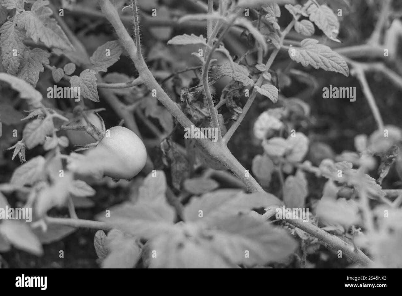 Pomodoro sulla vite che cresce in giardino Foto Stock