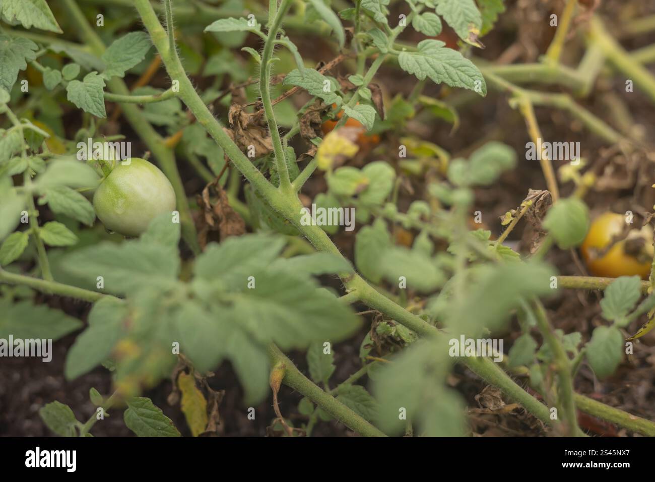 Pomodoro sulla vite che cresce in giardino Foto Stock