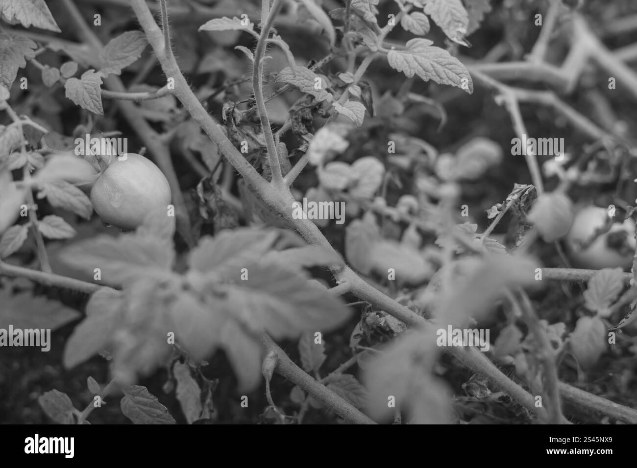 Pomodoro sulla vite che cresce in giardino Foto Stock