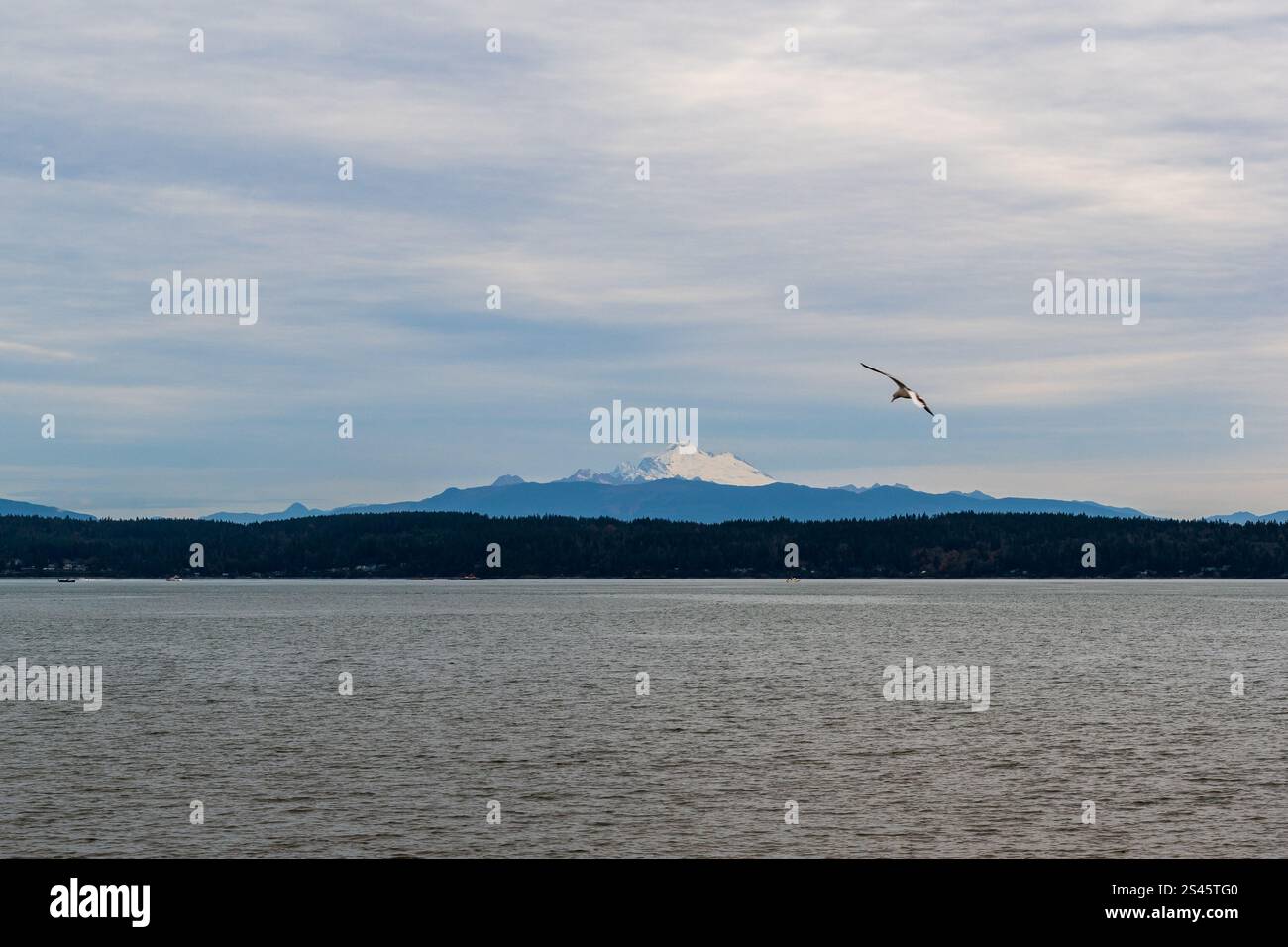Il maestoso monte Baker è visto dall'altra parte dell'acqua mentre un uccello vola in primo piano, Washington, Stati Uniti. Foto Stock