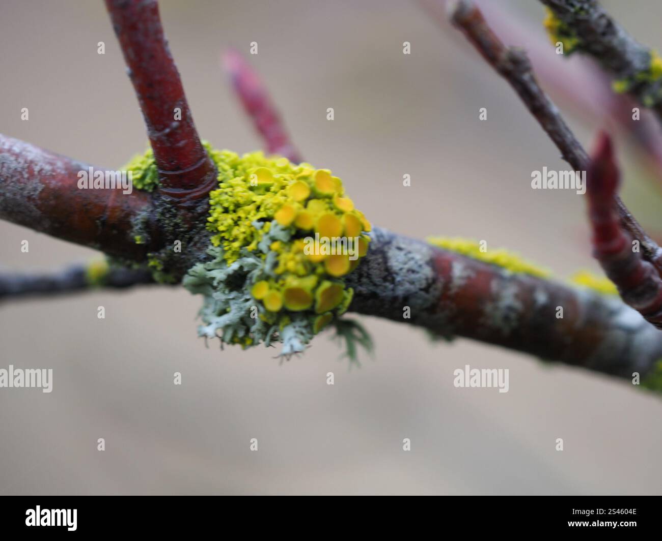 Sunburst Lichen con cuscinetto a spillo (Polycauliona polycarpa) Foto Stock