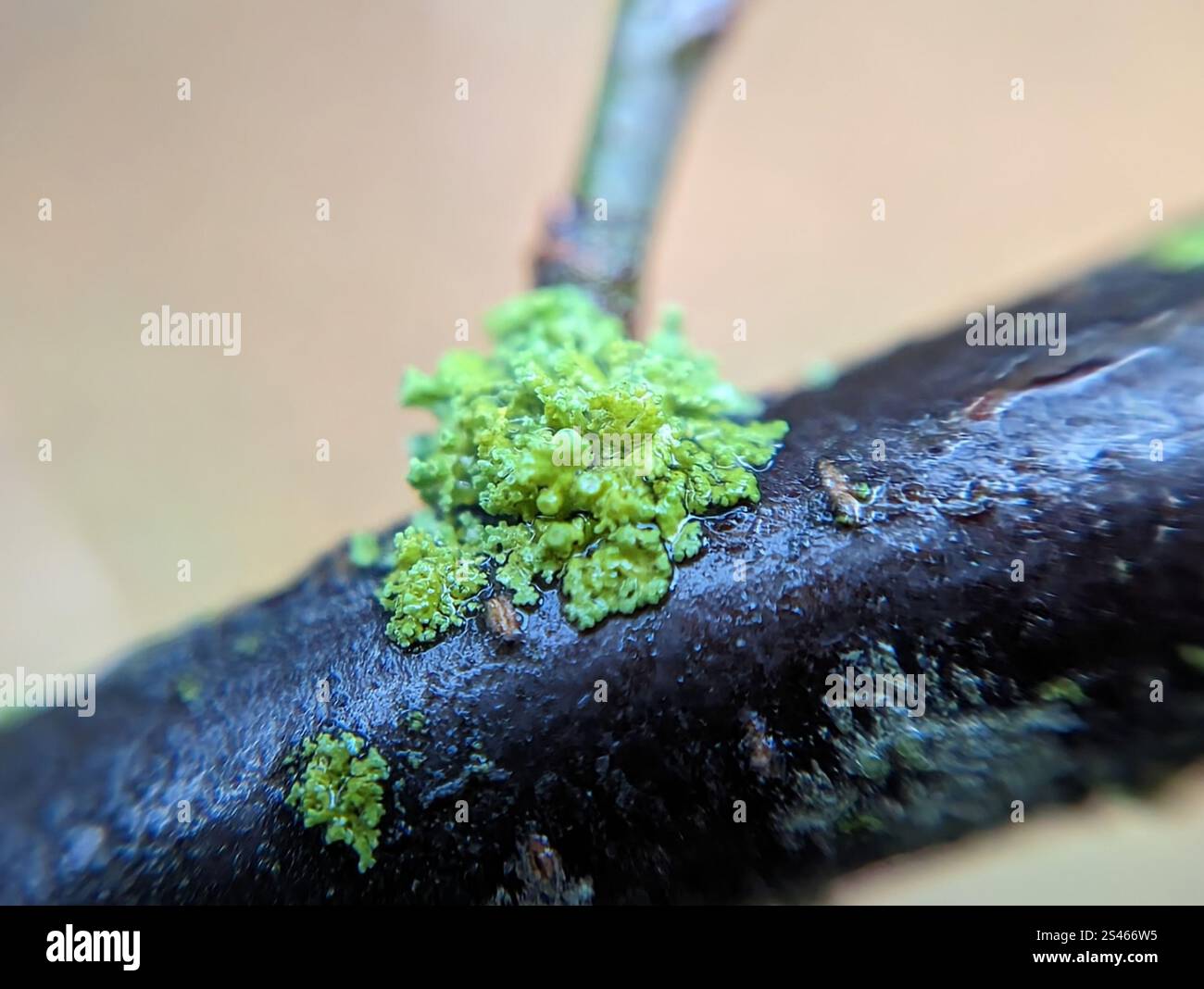 Sunburst Lichen con cuscinetto a spillo (Polycauliona polycarpa) Foto Stock
