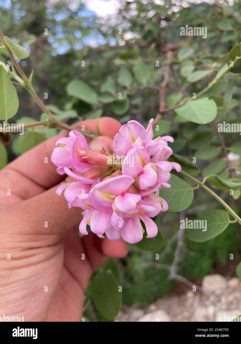 Locusta del nuovo Messico (Robinia neomexicana) Foto Stock