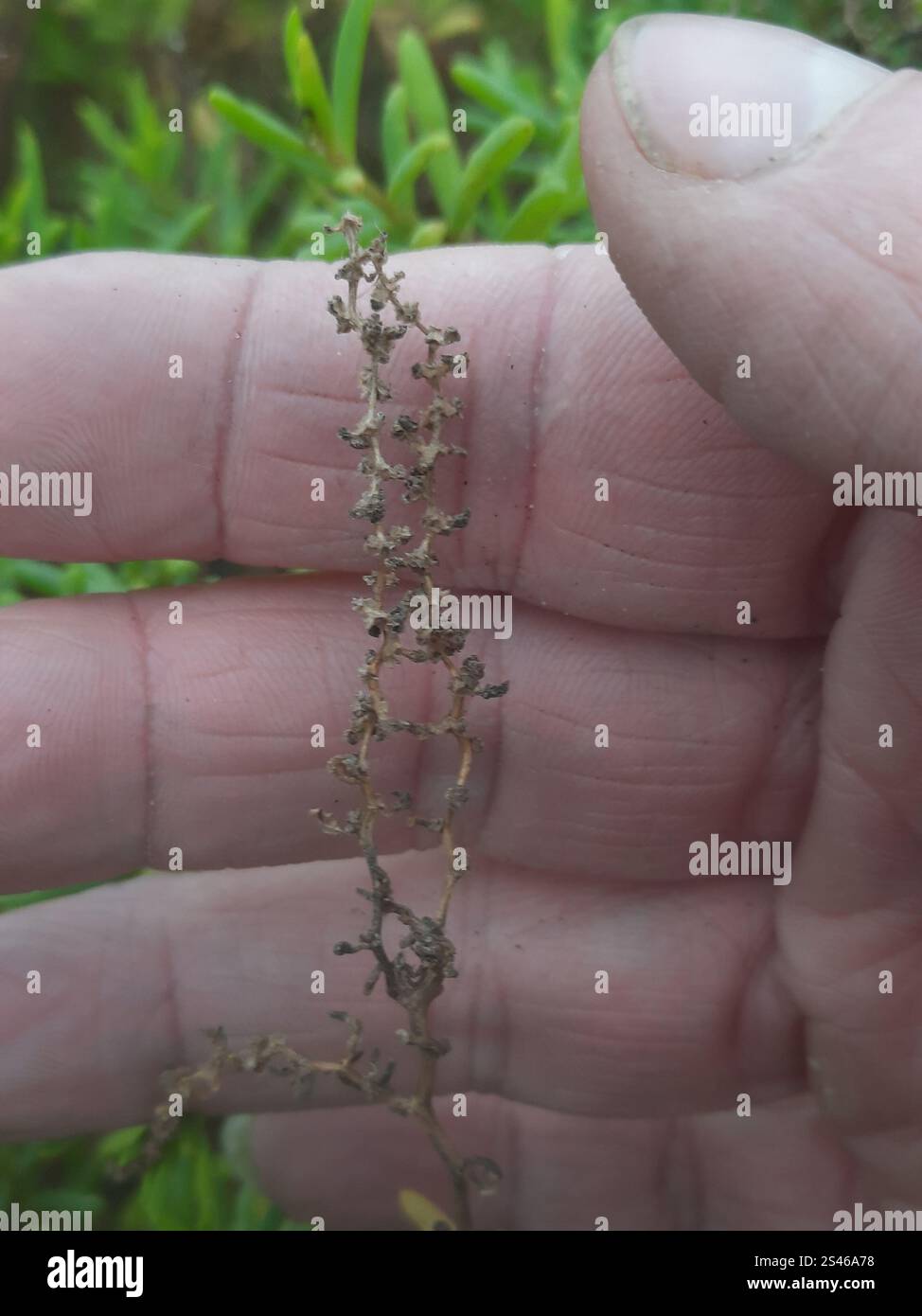 Alghe erbacee (Suaeda maritima) Foto Stock