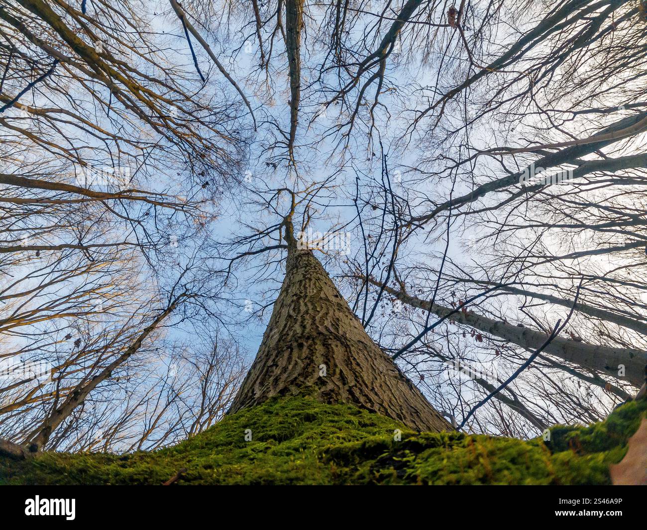 Albero alto che cresce nel cielo. Vista dal basso. Il muschio avvolge le radici, la corteccia ruvida. Foto Stock