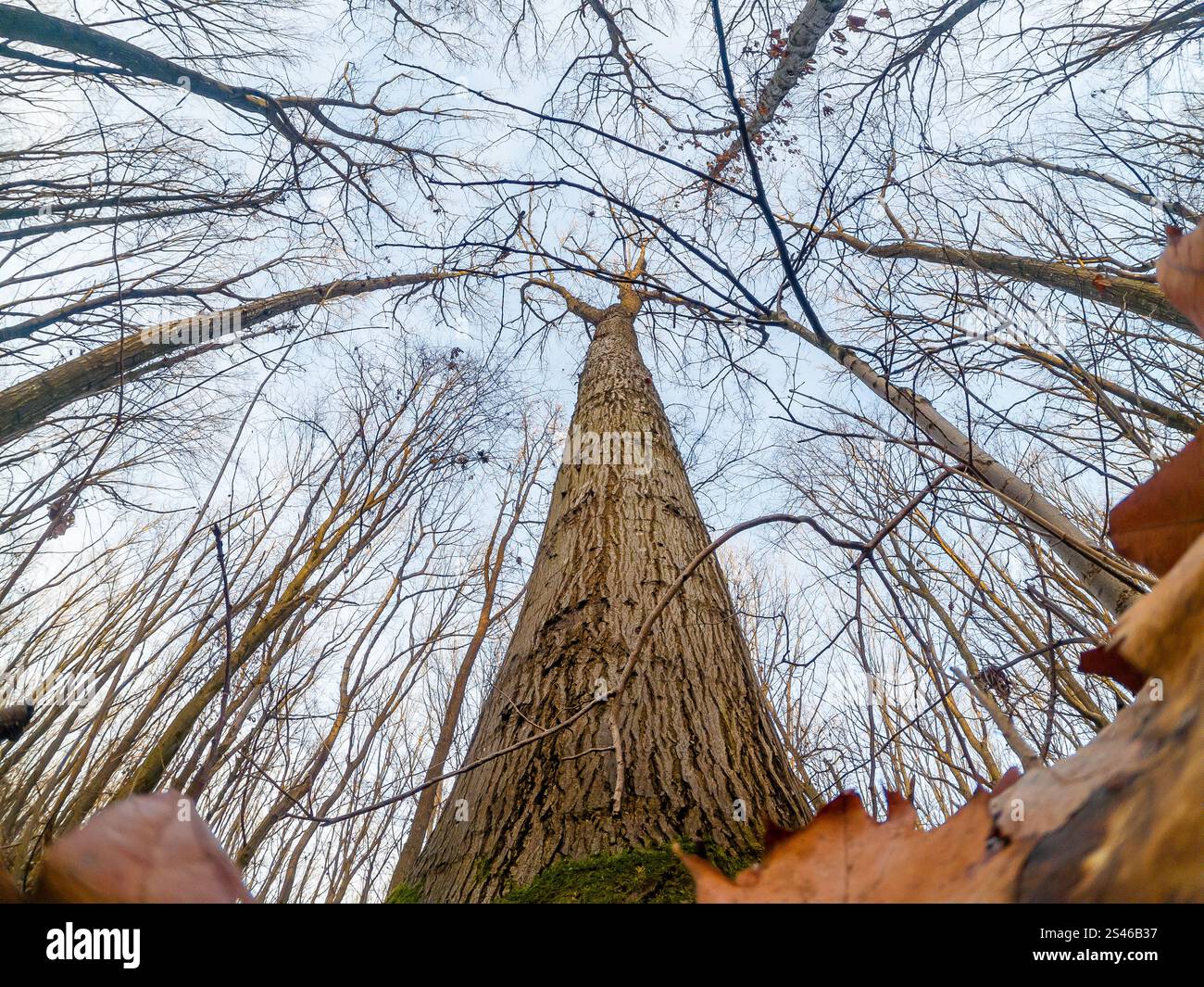 Albero alto che cresce nel cielo. Vista dal basso. Il muschio avvolge le radici, la corteccia ruvida. Foto Stock