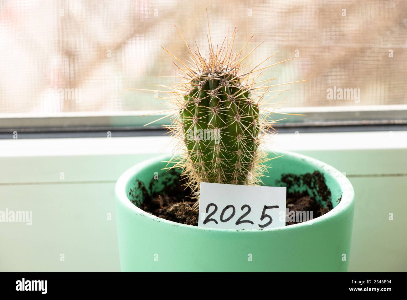 Una carta con l'iscrizione 2025 giace in un vaso con un cactus sulla finestra, felice anno nuovo Foto Stock Una carta con l'iscrizione 2025 giace in un vaso con un cactus sulla finestra, felice anno nuovo Foto Stock