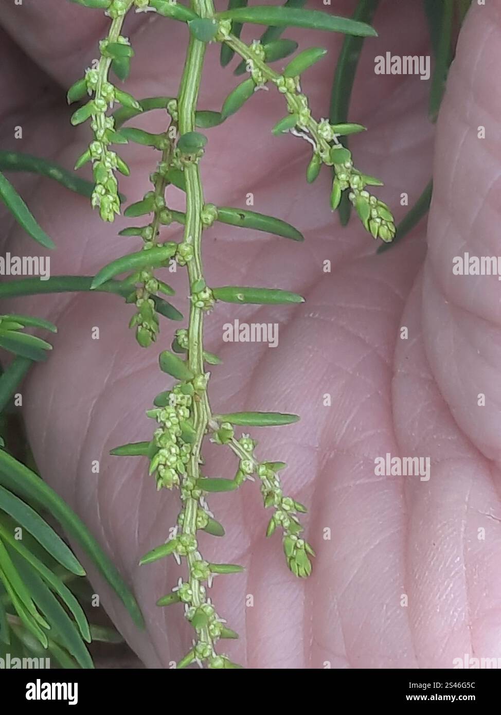 Alghe erbacee (Suaeda maritima) Foto Stock