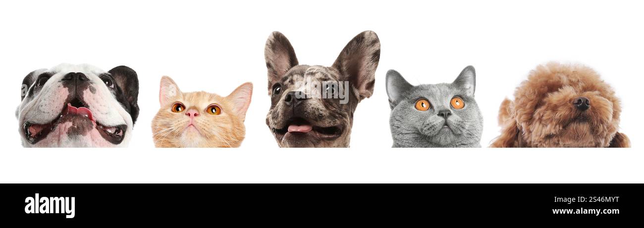 Adorabili gatti e cani che sbirciano dallo striscione su sfondo bianco Foto Stock