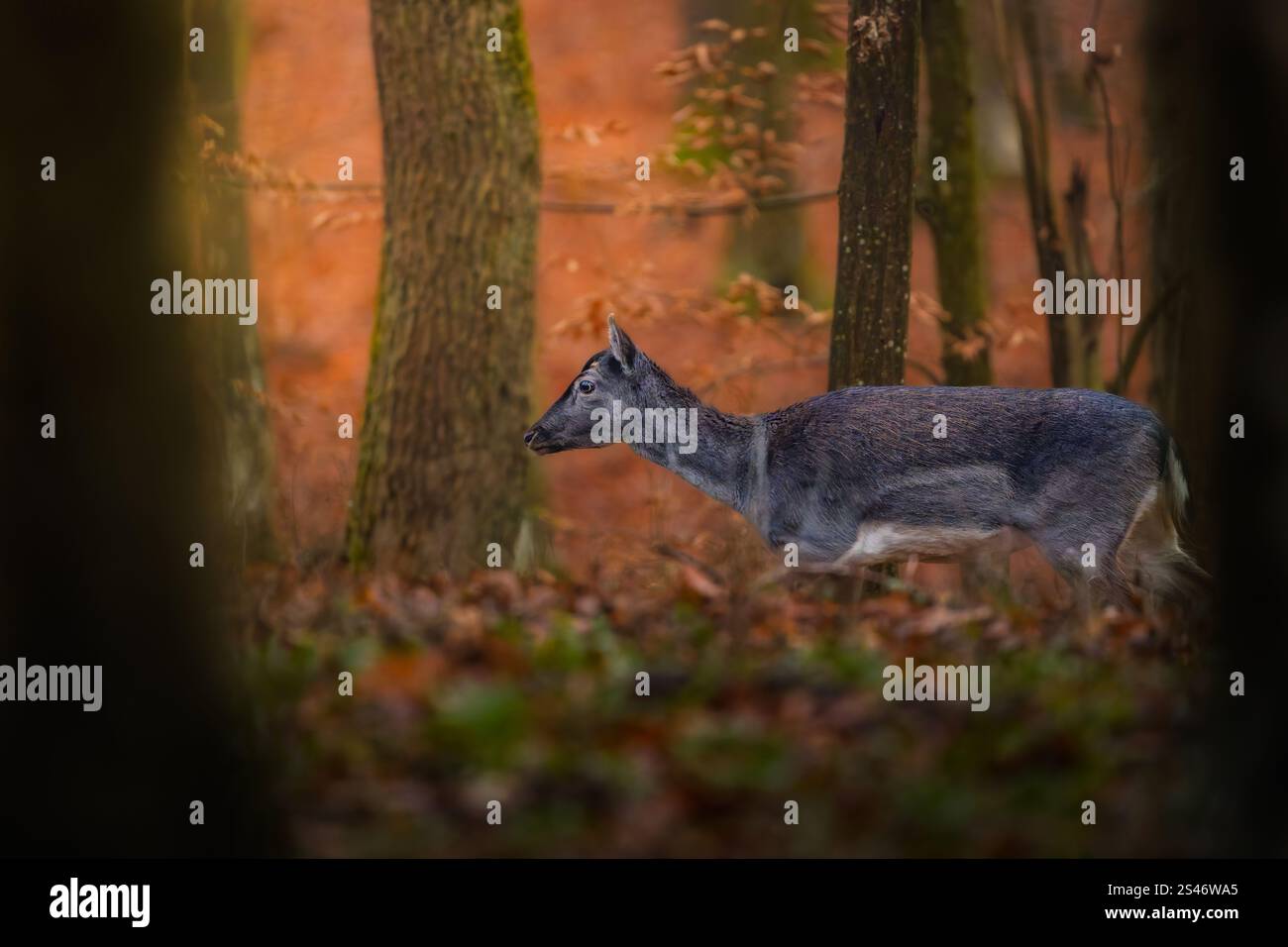 Cervo europeo (Dama dama), femmina adulta durante l'autunno di novembre in Romania, Hateg un luogo di molte meraviglie Foto Stock