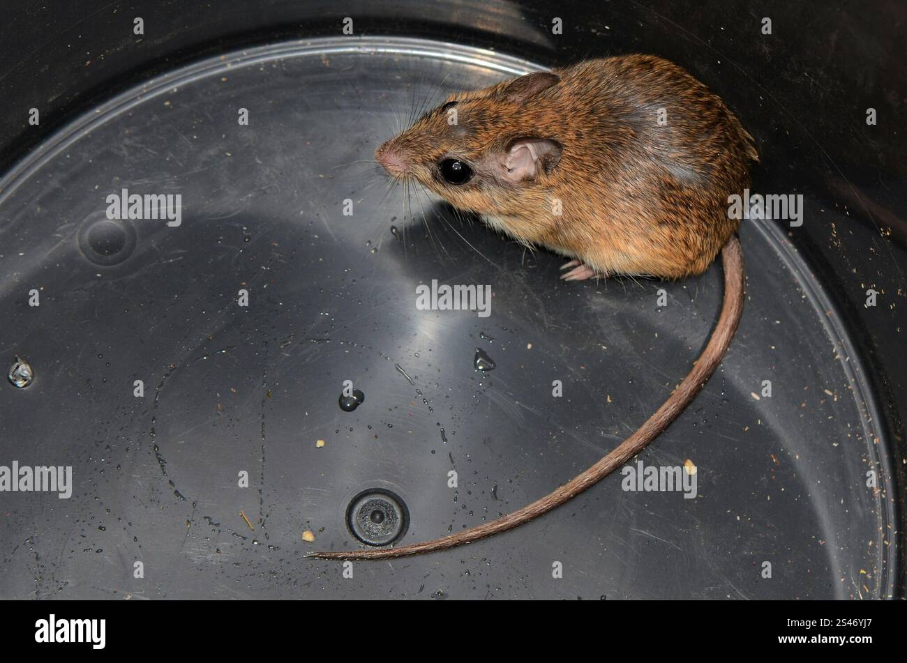 Bushveld Gerbil (Gerbilliscus leucogaster) Foto Stock