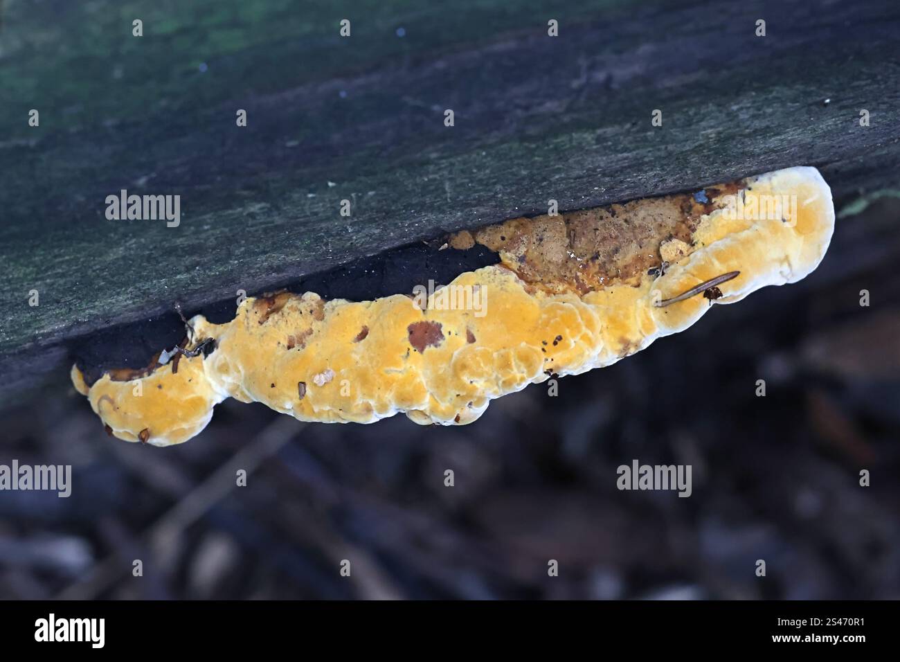 Gloeophyllum odoratum, comunemente noto come Anise Mazegill, fungo da staffa proveniente dalla Finlandia Foto Stock