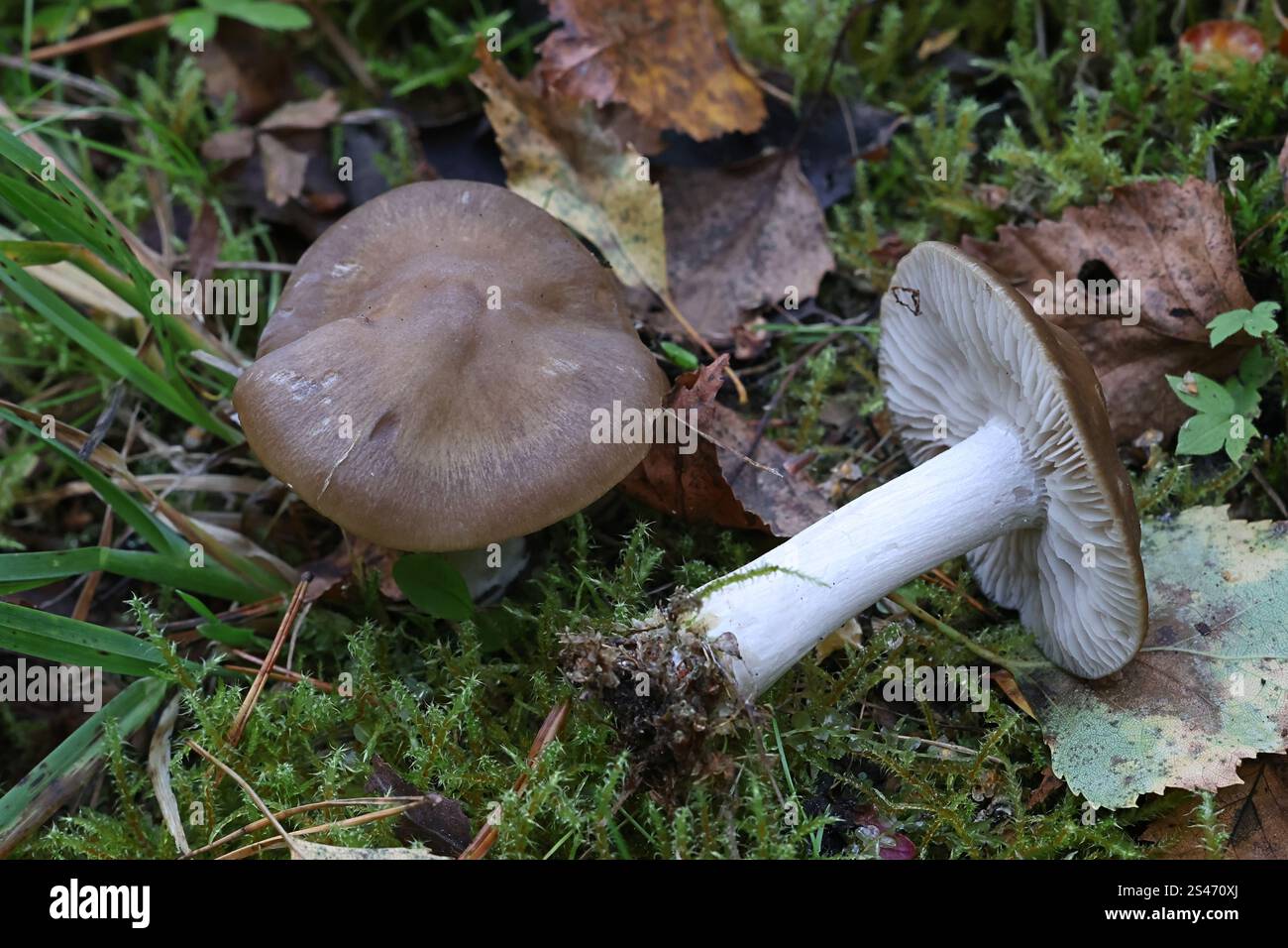 Entoloma majaloides, funghi pinkgill dalla Finlandia, nessun nome inglese comune Foto Stock