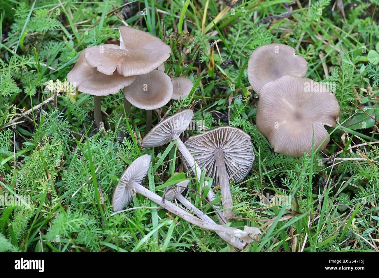 Entoloma sericeum, comunemente conosciuto come il pinkgill setoso, fungo selvatico dalla Finlandia Foto Stock