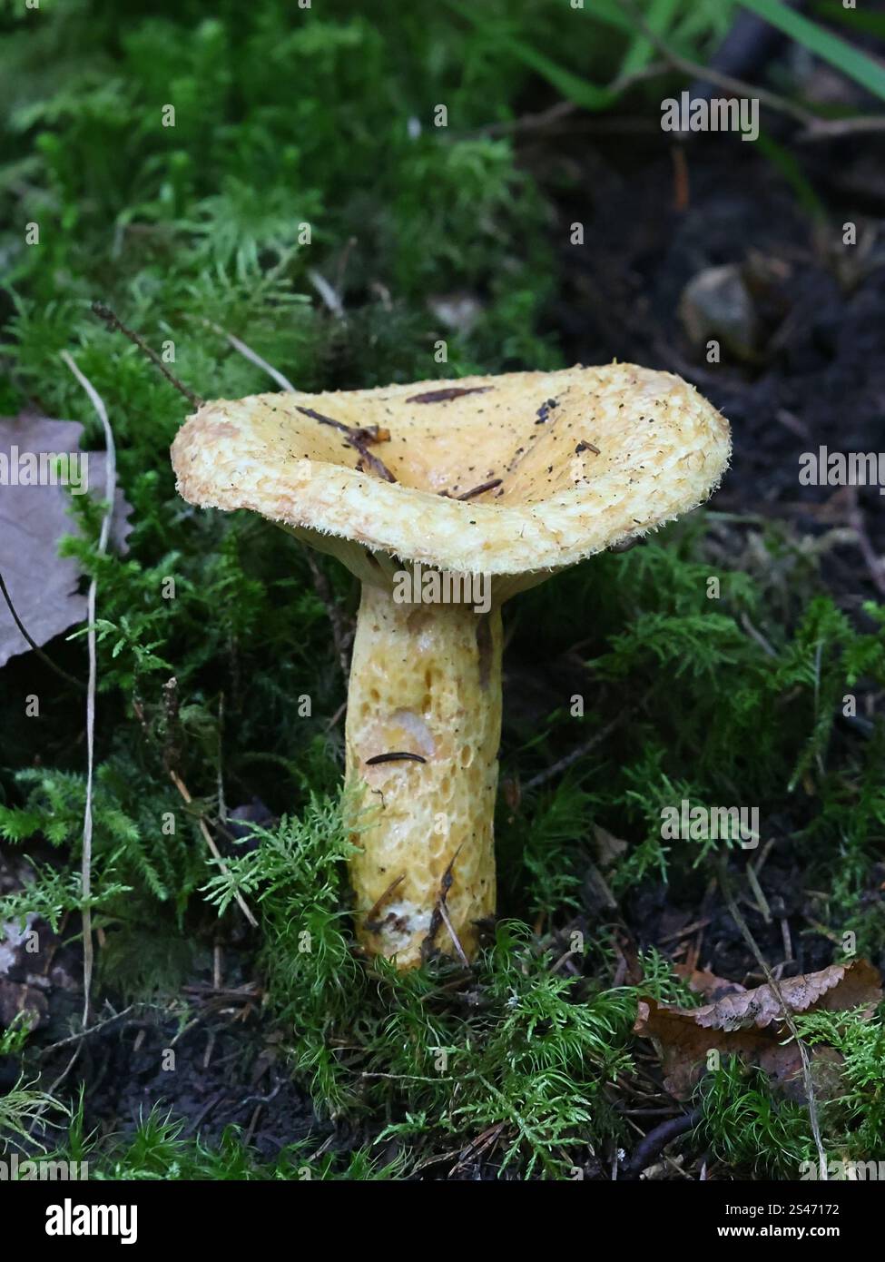 Lactarius repraesentaneus, noto come mungito dalla barba settentrionale, mungito settentrionale, o mungito colorante porpora, fungo selvatico proveniente dalla Finlandia Foto Stock