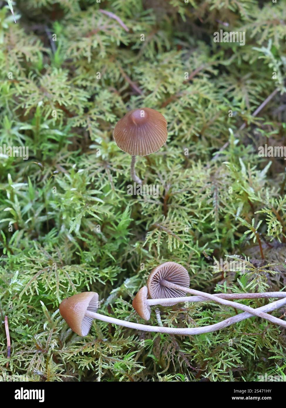 Conocybe velata, chiamata anche Pholiotina velata, comunemente nota come conecap velato, fungo proveniente dalla Finlandia Foto Stock