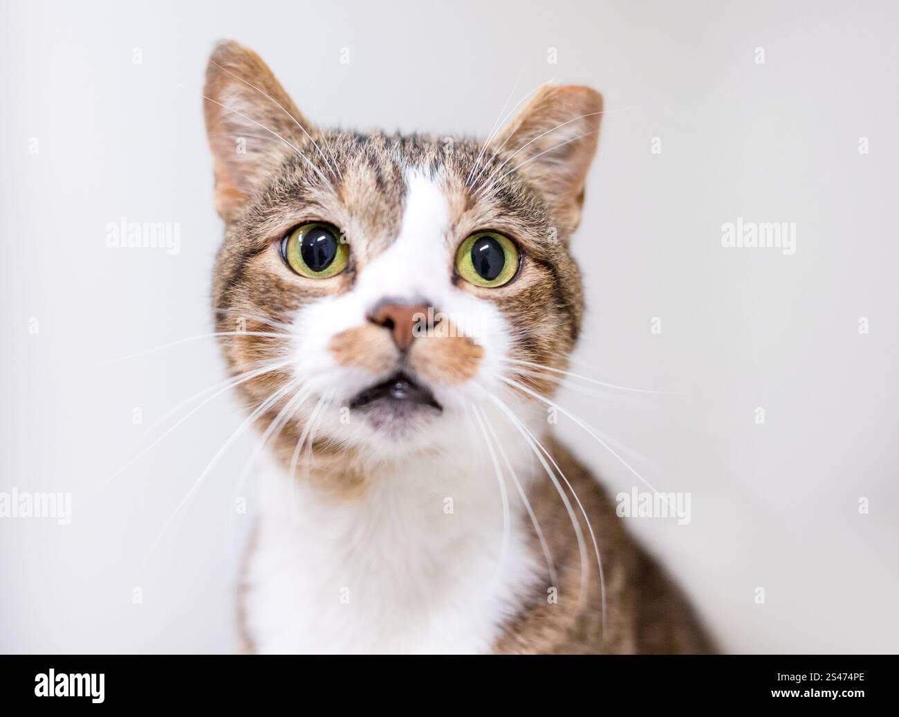 Un gatto shorthair tabby con l'orecchio rovesciato, che indica che è stato spayed o neutred e vaccinato come parte di un programma di TNR Foto Stock