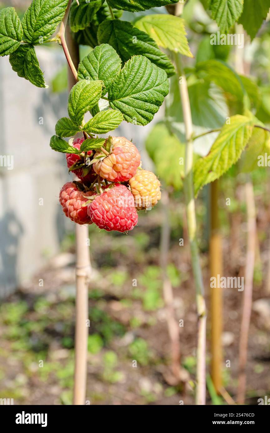 Un ramo di lamponi maturi e acuri in un giardino di frutta. Le bacche dolci rosse crescono su un cespuglio di lamponi in un frutteto. Impianto di Rubus idaeus. Foto Stock