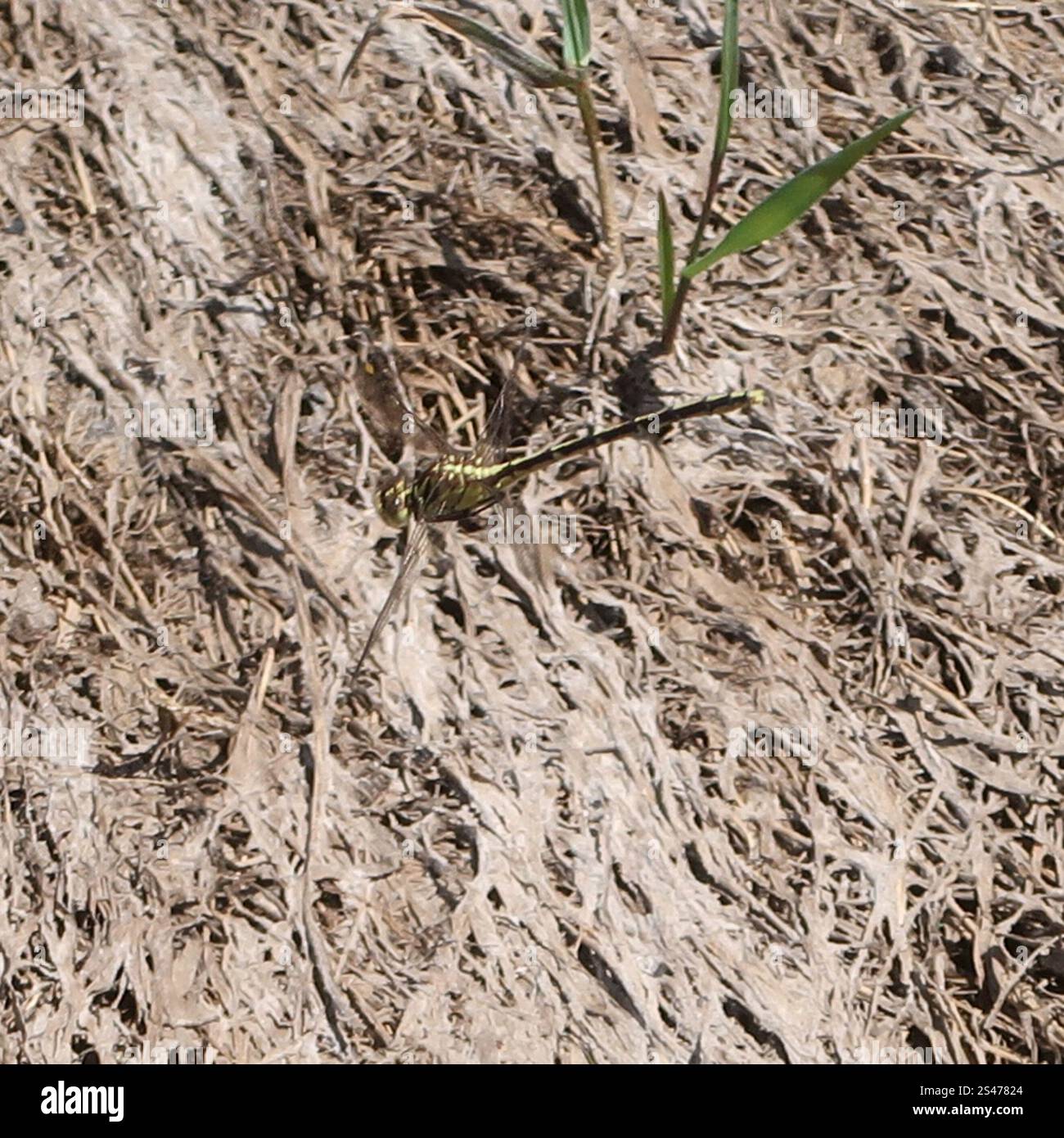 Cacciatore a strisce gialle (Austrogomphus guerini) Foto Stock
