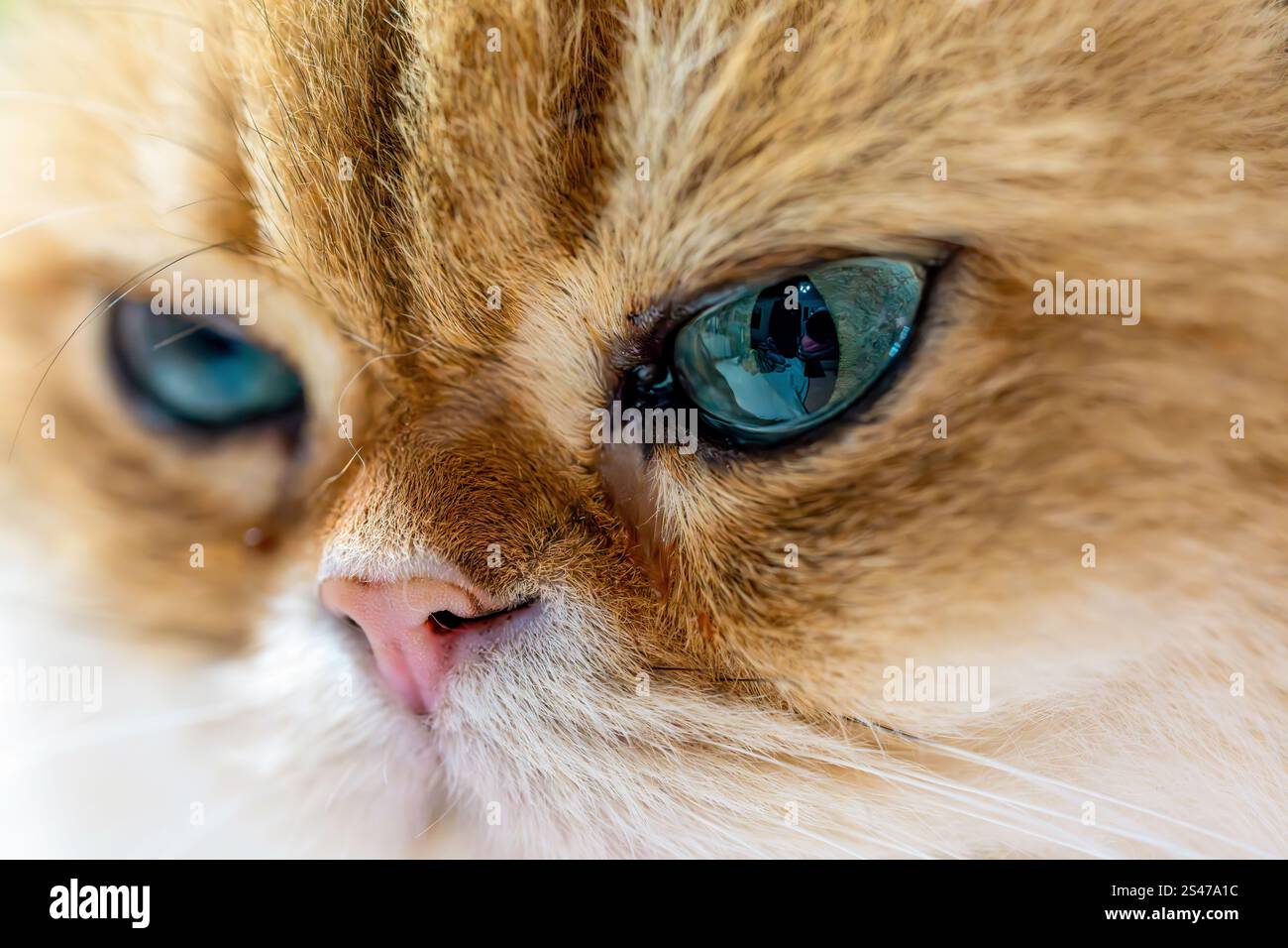 Primo piano del volto di British Longhair mentre è pronta per lo sciopero Foto Stock
