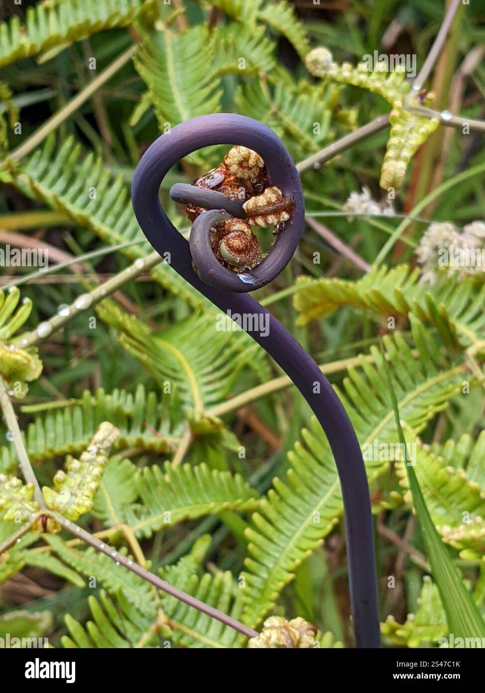 Falsa felce da stagno (Dicranopteris linearis) Foto Stock