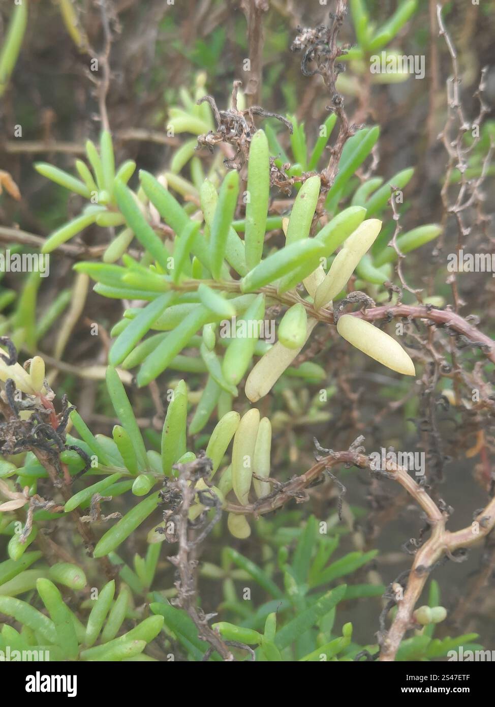 Alghe erbacee (Suaeda maritima) Foto Stock