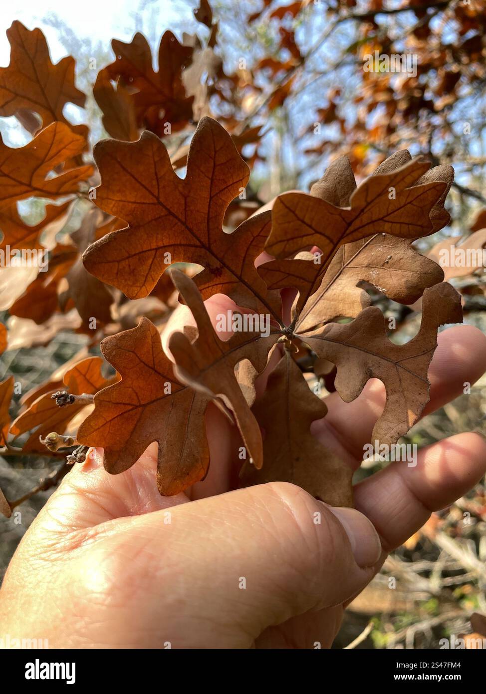 Quercia (Quercus stellata) Foto Stock