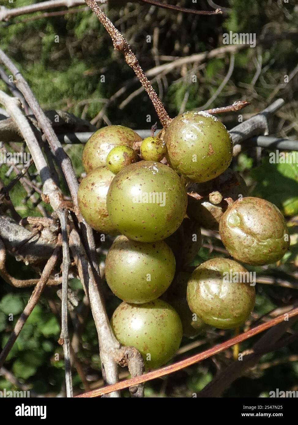 Muscadina (Vitis rotundifolia) Foto Stock