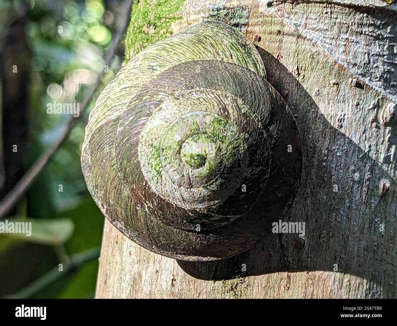 Lumaca d'albero portoricana (Caracolus caracolla) Foto Stock