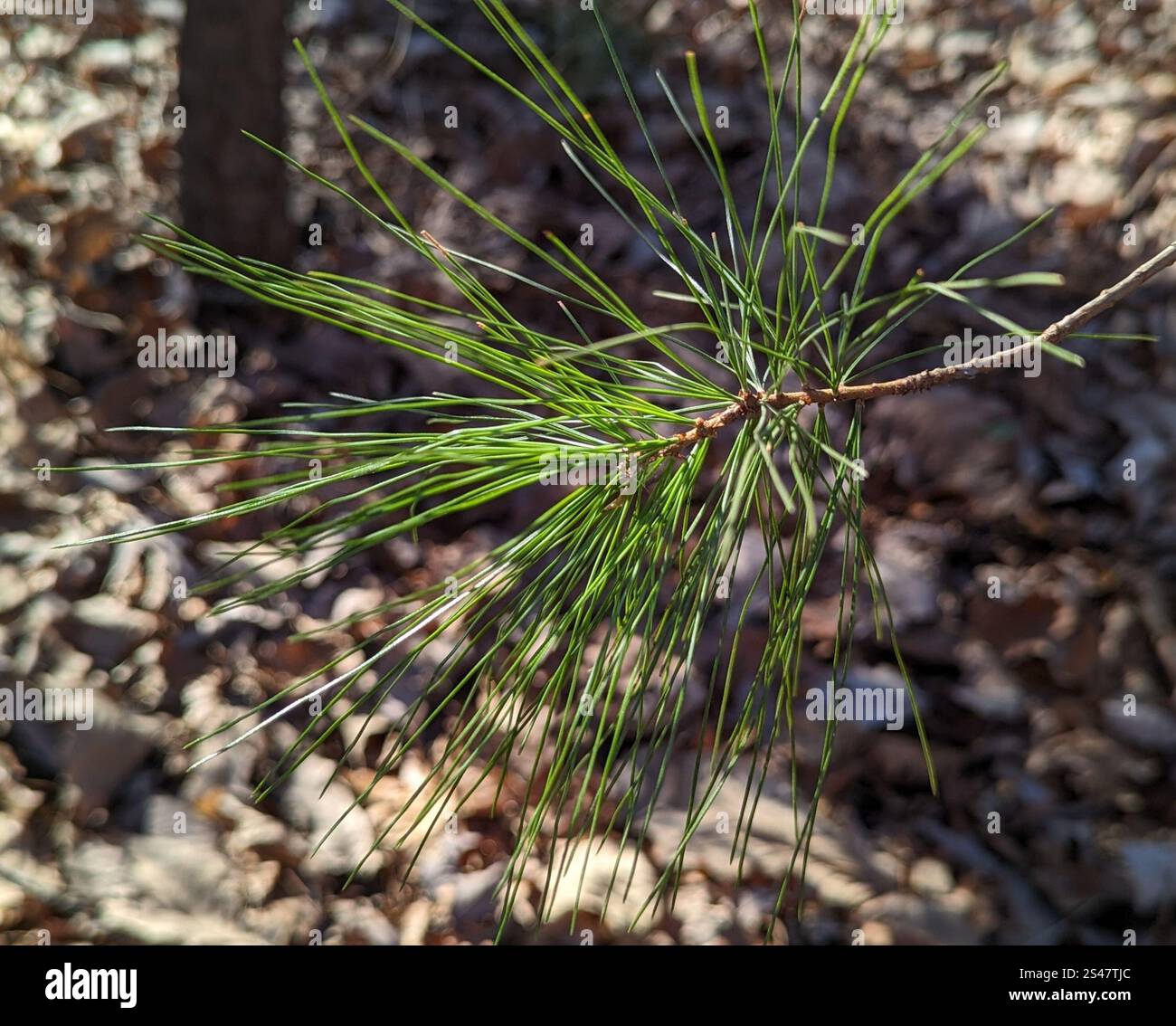 Pinus echinata (Pinus echinata) Foto Stock