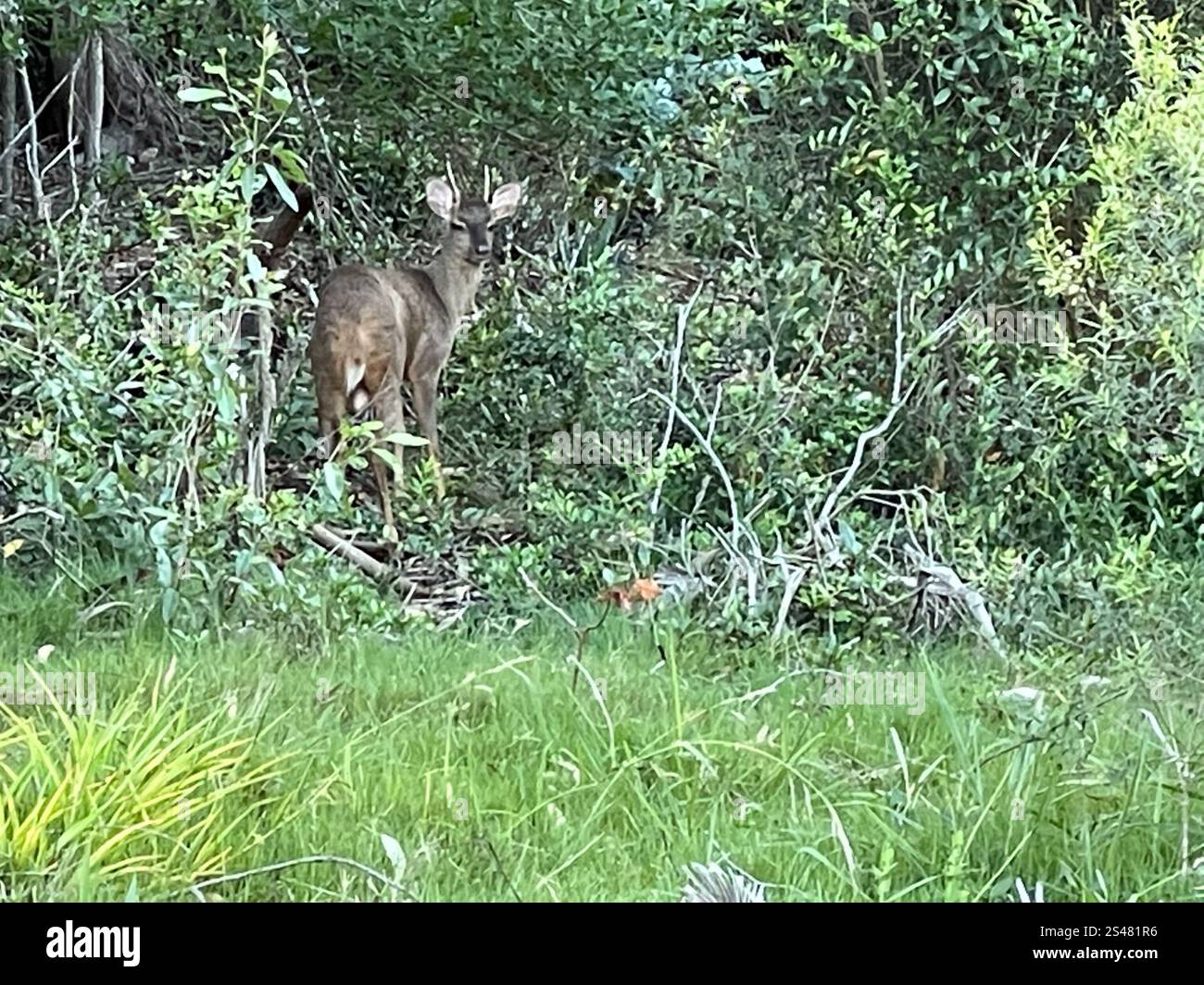 Razzo grigio (Subulo gouazoubira) Foto Stock