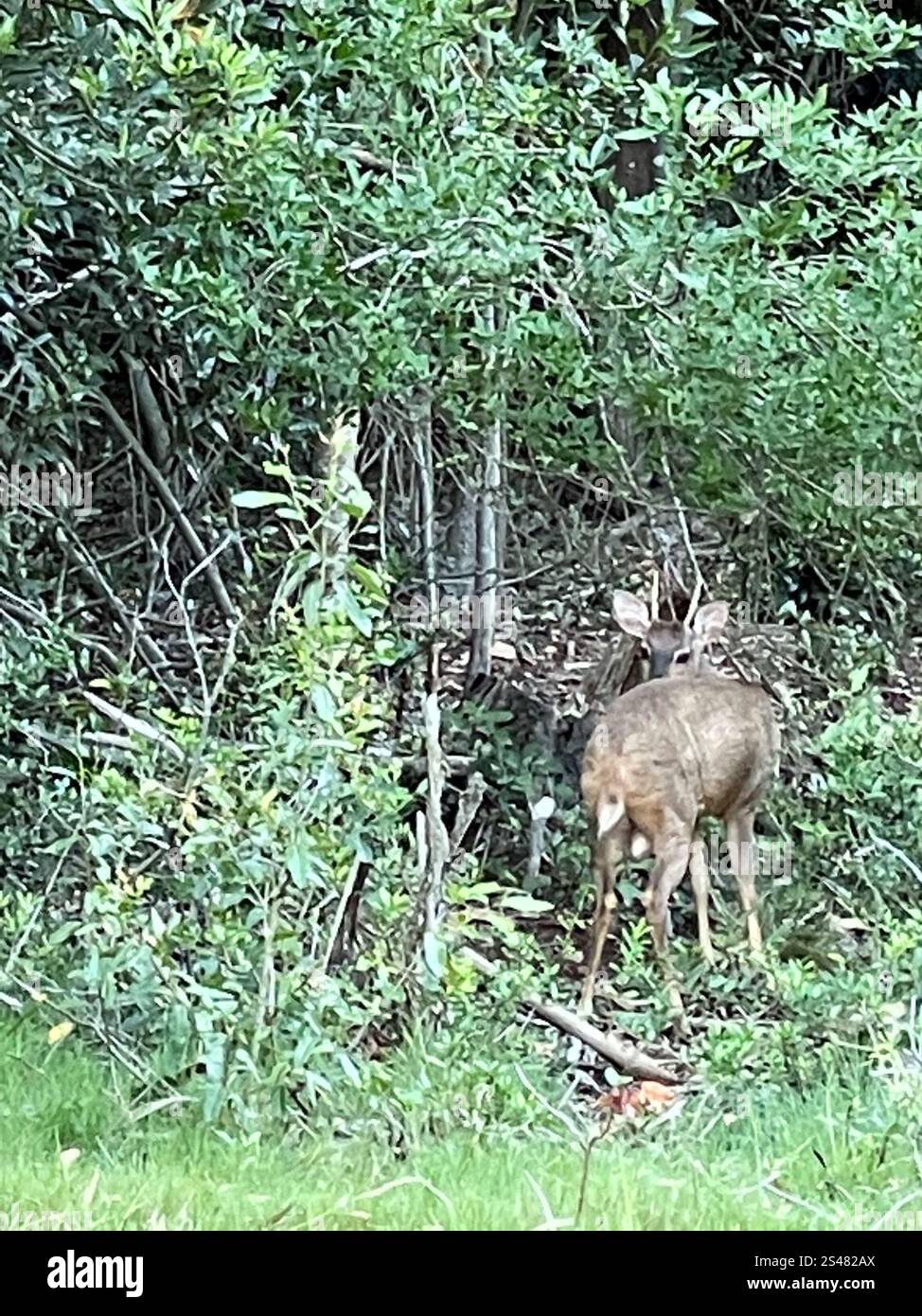 Razzo grigio (Subulo gouazoubira) Foto Stock