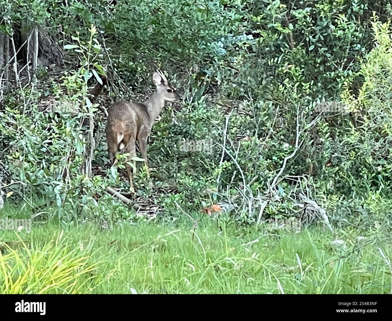 Razzo grigio (Subulo gouazoubira) Foto Stock
