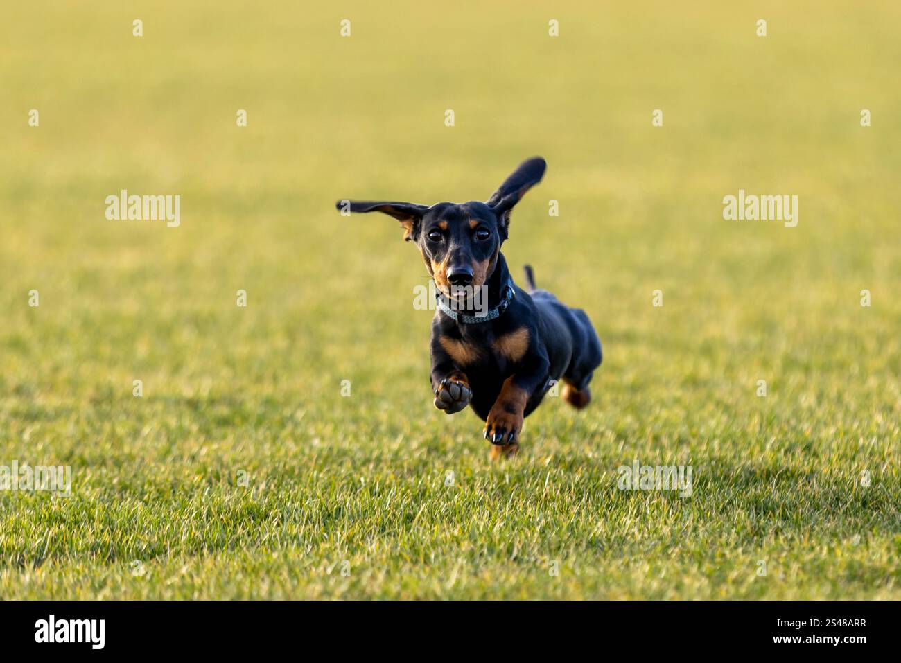 Happy dog, nano nero e tano Dachshund cucciolo che gioca sul prato, correndo e saltando in estate sull'erba Foto Stock