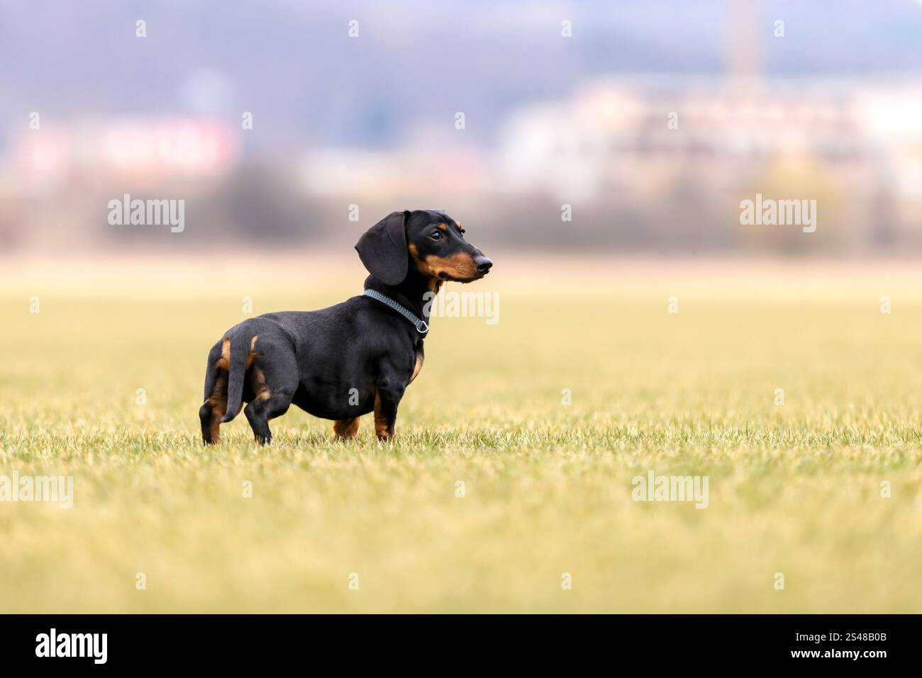 Cane nero e abbronzante nano tedesco Dachshund in piedi sul prato, allerta in piedi in estate sull'erba Foto Stock